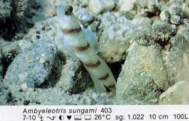 Amblyeleotris sungami
